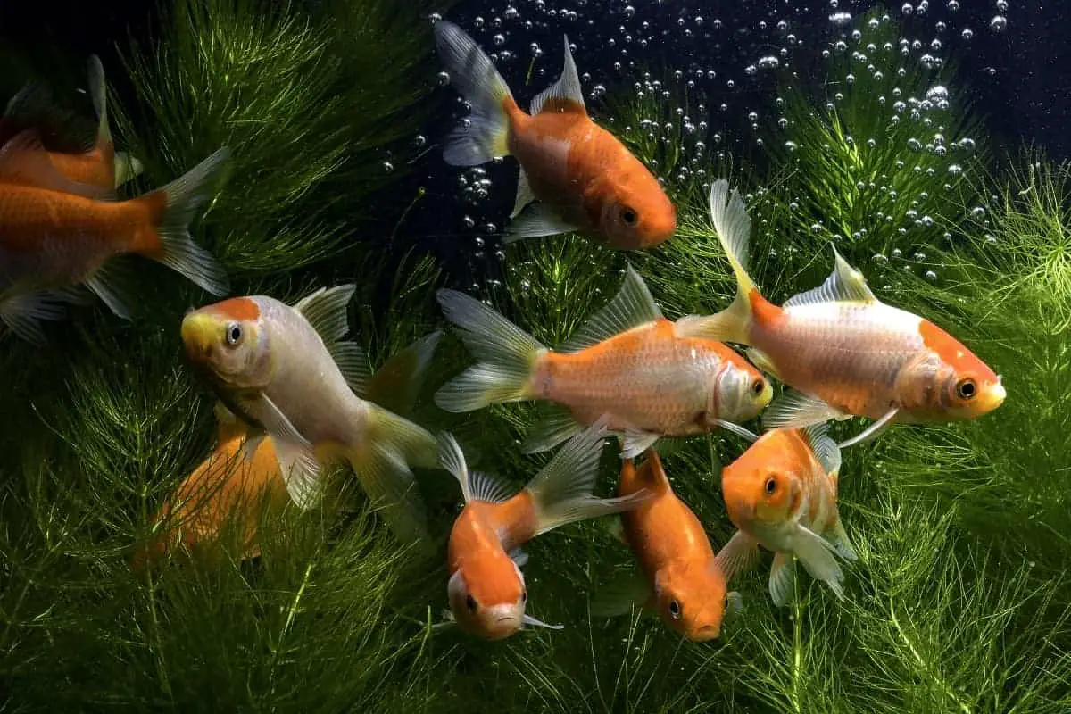 freshwater fish that can live in a 10 gallon tank