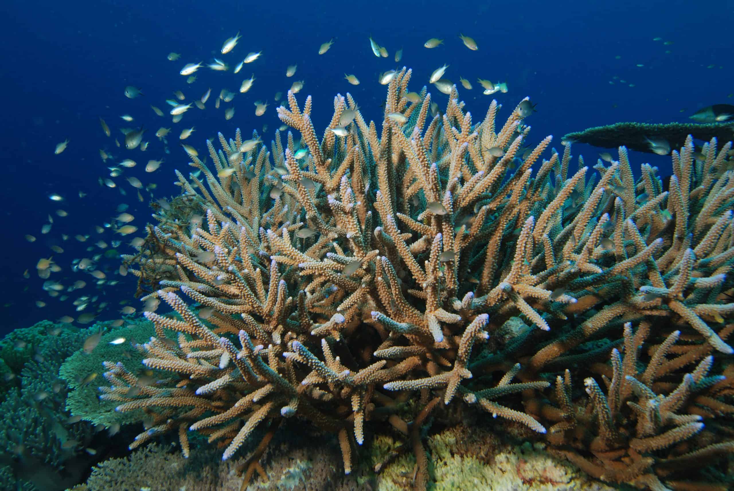 The Best Corals for the Top of a Reef Tank - Aqua Life Hub