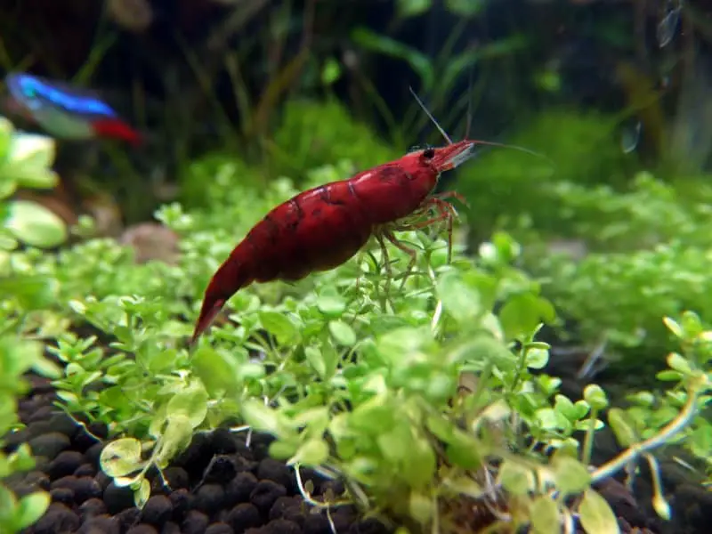 Freshwater Shrimp: Can They Catch Ich? - Aqua Life Hub