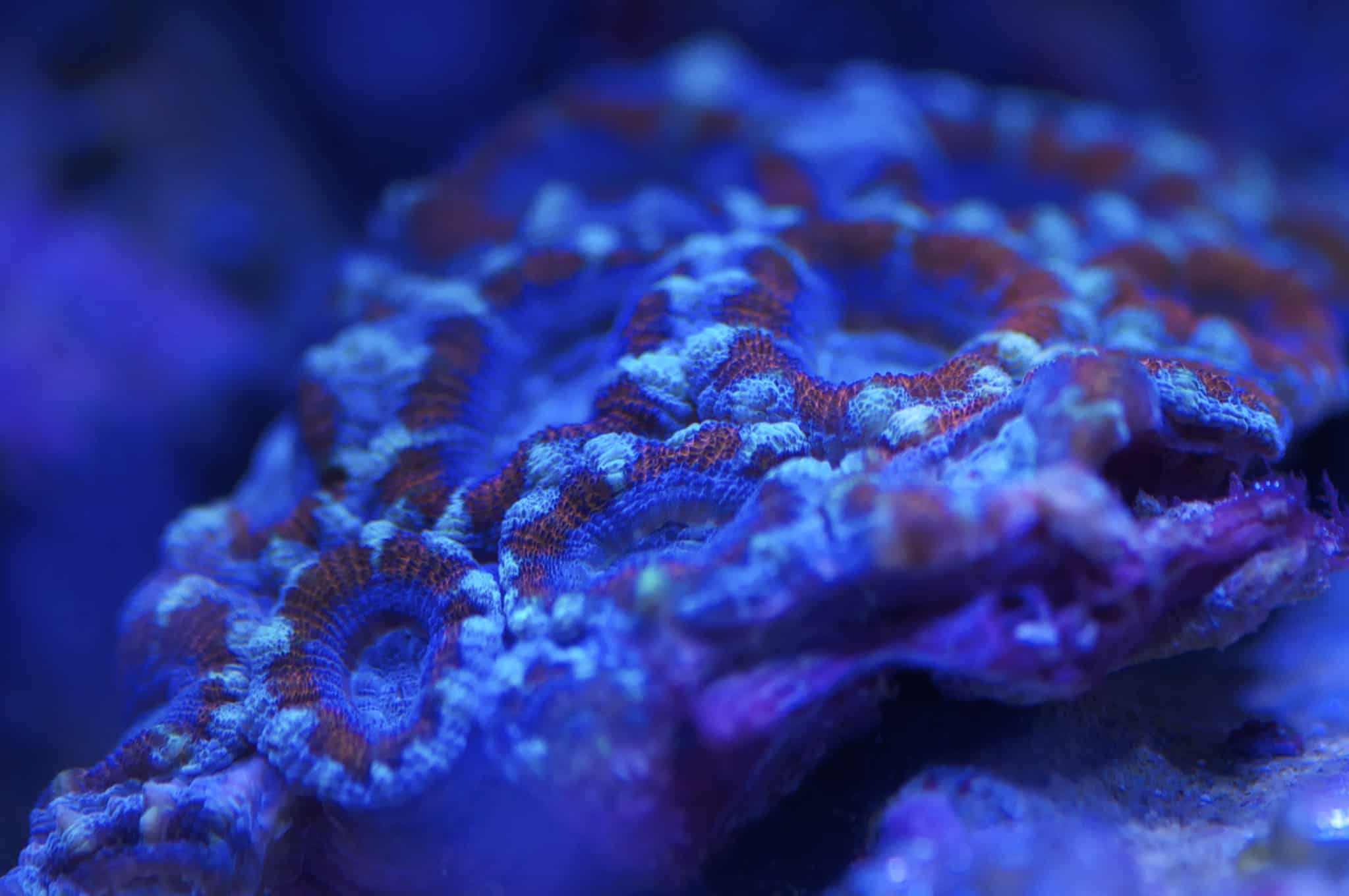 Coral h. Акантастрея коралл. Акантастрея Лорди. Микромуса коралл. Коралл Акантастрея ротиндифлора.