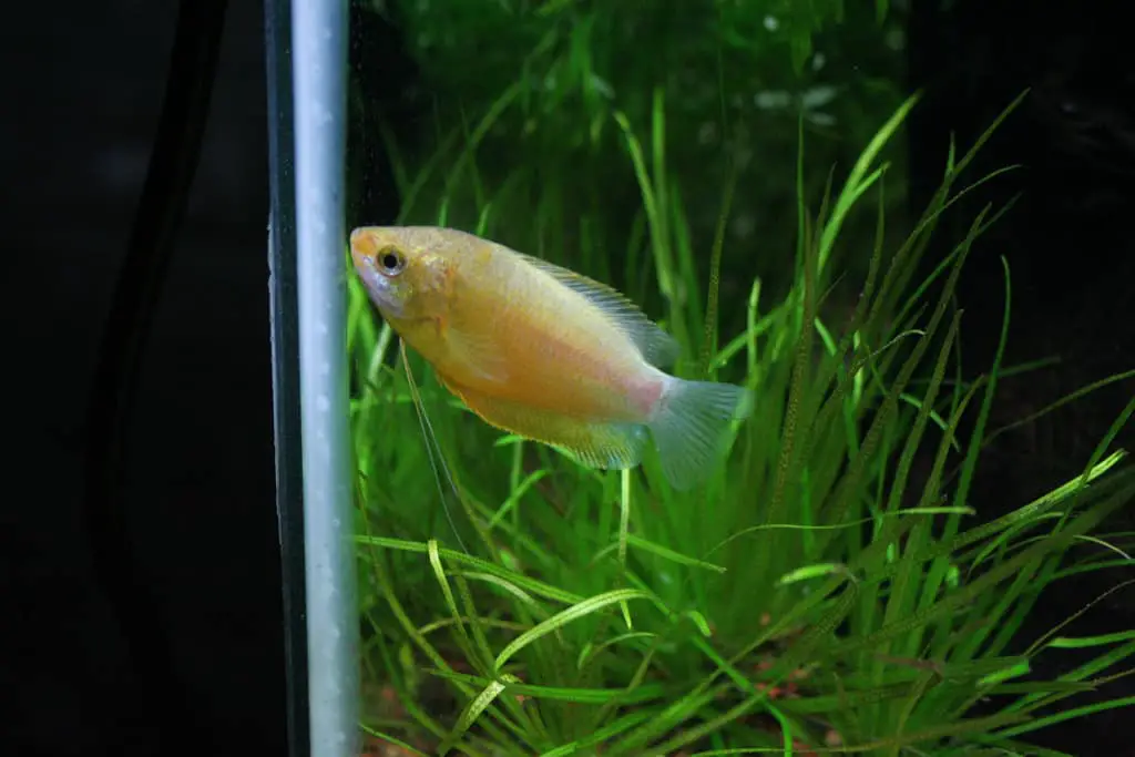 Thick Lipped Gourami vs Honey Gourami: Key Differences - Aqua Life Hub