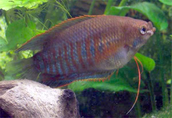 Thick Lipped Gourami vs Honey Gourami: Key Differences - Aqua Life Hub